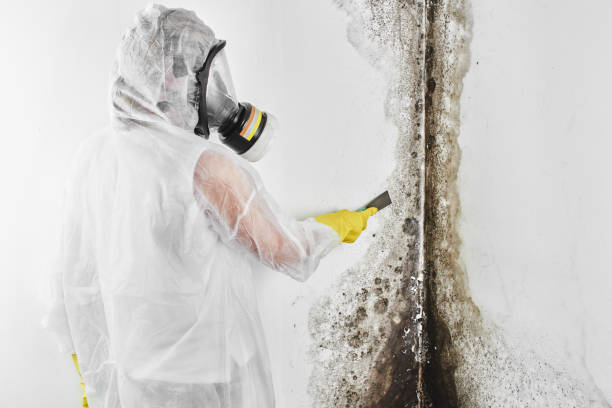 Certified Mold Removal in Rockledge, FL