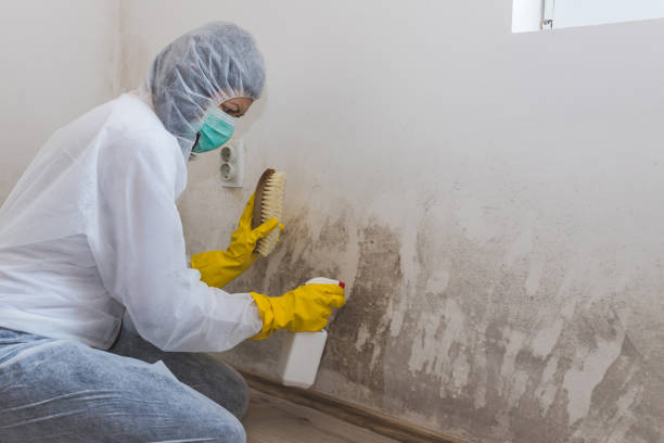 Crawl Space Mold Removal in Rockledge, FL