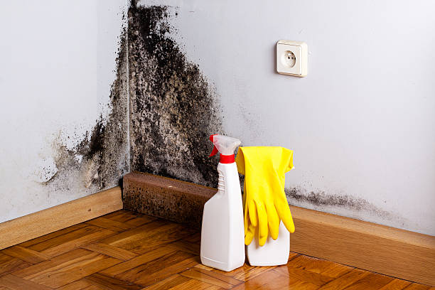 Best Residential Mold Removal  in Rockledge, FL