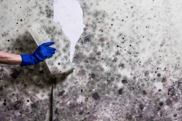 Best Crawl Space Mold Removal  in Rockledge, FL